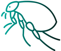 Proteins and other substances in flea saliva